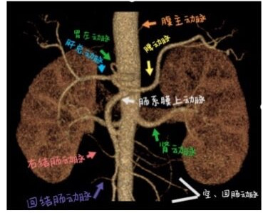 腹部动脉.jpg